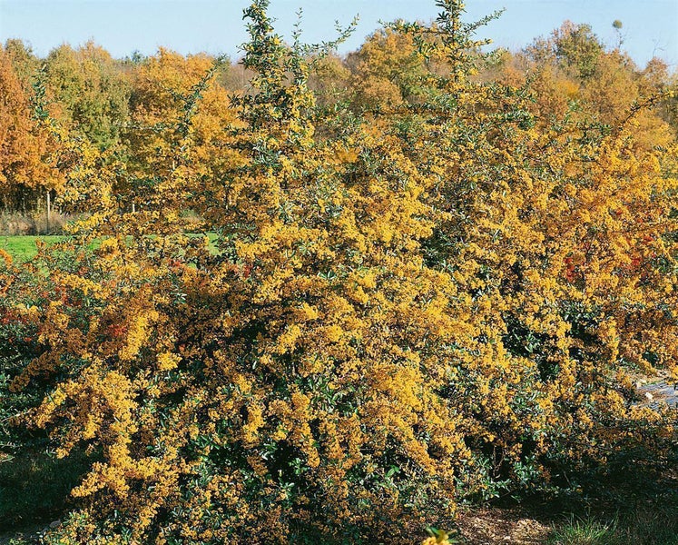 Gelber Feuerdorn mit zahlreichen Beeren vor einem herbstlichen Wald.