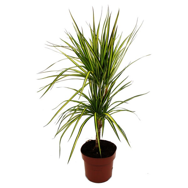 Dracaena marginata Sunray - Sonnenstrahl-Drachenbaum - 17cm Topf - 2er Tuff