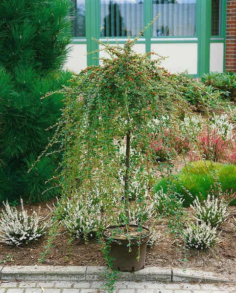Cotoneaster x suecicus 'Coral Beauty', Zwergmispel, immergrün, ca. 9x9 cm Topf