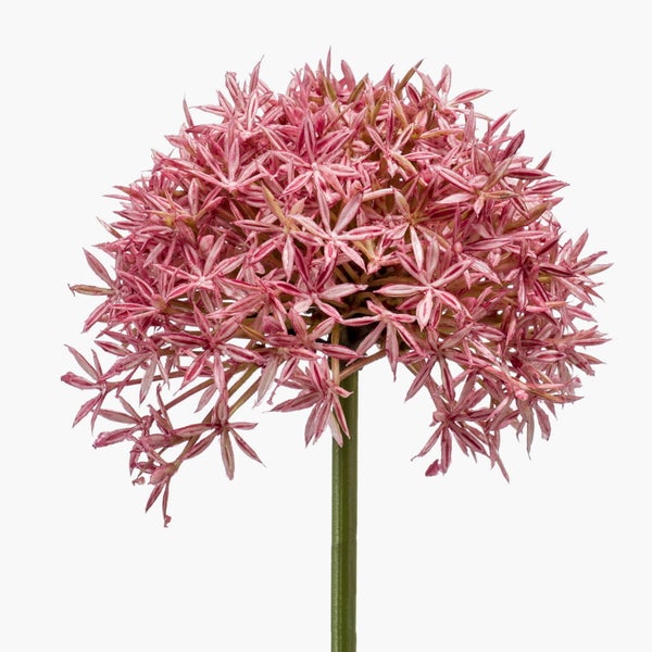 Blütenkopf eines Zierlauchs Allium mit zahlreichen rosa gestreiften sternförmigen Blüten.