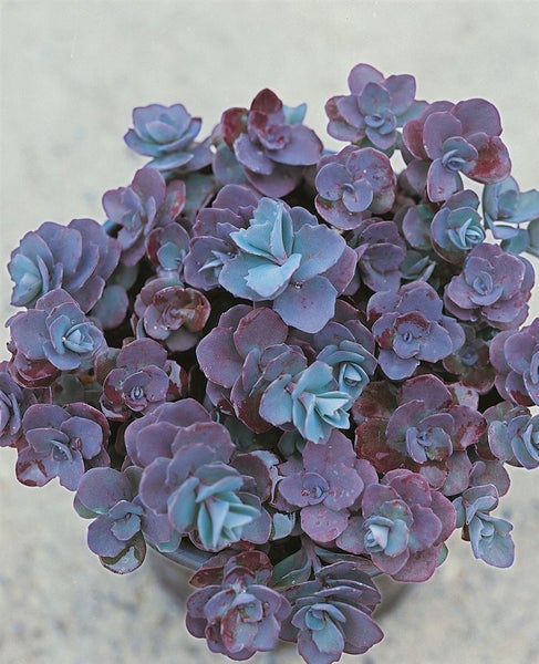 Sedum cauticola 'Bertram Anderson', Fetthenne, purpurrot, ca. 9x9 cm Topf