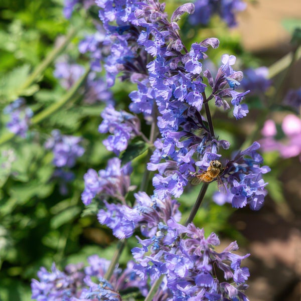 Katzenminze Nepeta mit violetten Blüten und einer Biene.