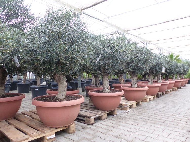 Olivenbäume in großen Pflanztöpfen auf Holzpaletten in einem hellen, gut strukturierten Gartencenter.