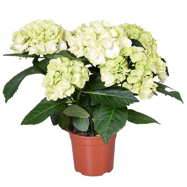 Hydrangea macrophylla 'Schneeball' – Hortensie – Strauch - Winterhart – ⌀14 cm - ↕30-40 cm
