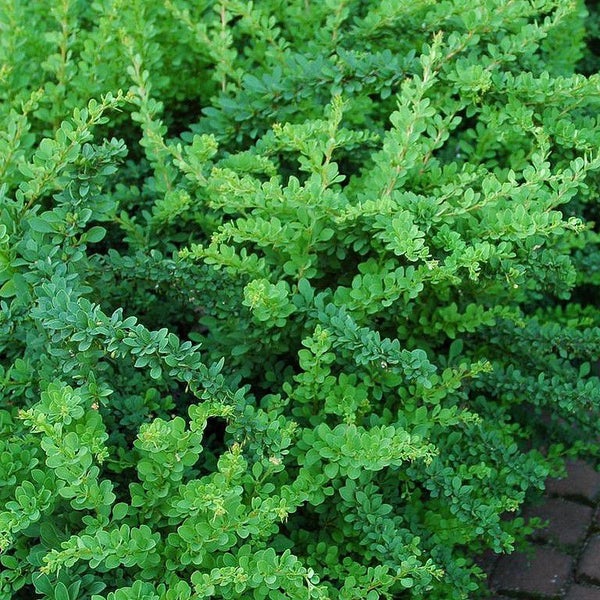 Im Bild ist eine dichte grüne Berberitzenhecke zu sehen.