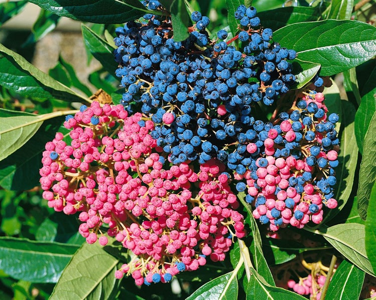 Viburnum nudum 'Pink Beauty', Duft-Schneeball, rosa, 40–60 cm