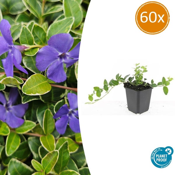 Kleines Immergrün Vinca minor Variegata mit violetten Blüten und panaschierten Blättern, 60 Stück, PlanetProof zertifiziert