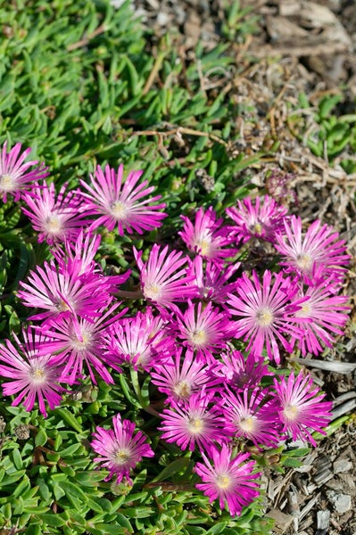 Delosperma cooperi, rosa, ca. 9x9 cm Topf
