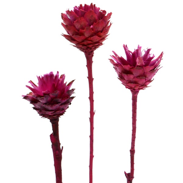 Drei rote Zierblüten auf Stielen