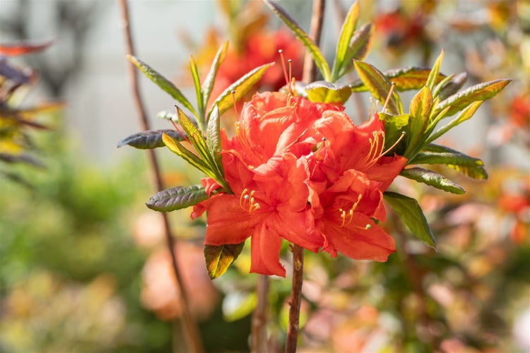 Nahaufnahme einer Azaleenblüte