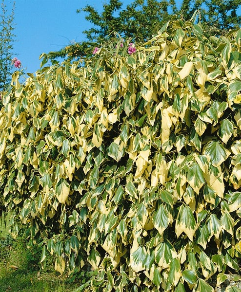 Hedera colchica 'Dentata Variegata', Efeu, buntlaubig, 60–100 cm