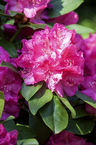 Rhododendron Hybr. 'Erich', Rhododendron, rosa Blüten, 40–50 cm