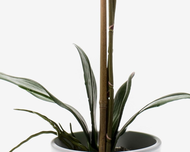 Weißer Blumentopf mit grüner Pflanze, konische Form.