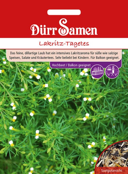 Dürr Samen Logo, Lakritz-Tagetes Samenpackung mit Pflanze mit feinem Laub und weißen Blüten, geeignet für Balkon und Hochbeet.
