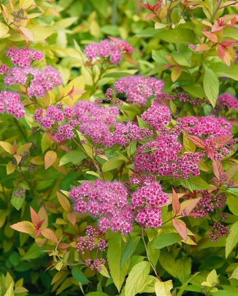 Spiraea japonica 'Goldflame', Japanische Spiere, goldgelb, 15–20 cm