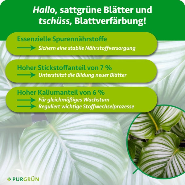Infografik für Purgrün Pflanzendünger mit Angaben zu Spurennährstoffen, 7 Prozent Stickstoff und 6 Prozent Kalium für gesunde grüne Blätter.