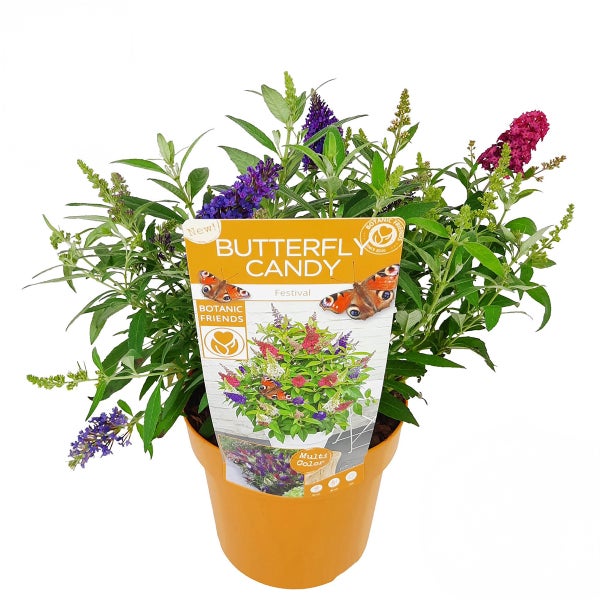 Schmetterlingsstrauch in einem Topf mit Blüten in verschiedenen Farben