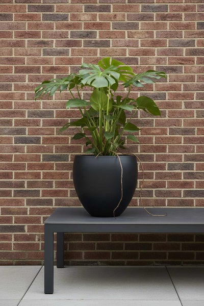 Eine Monstera Pflanze in einem runden schwarzen Pflanzkübel auf einem grauen Tisch vor einer Backsteinwand.