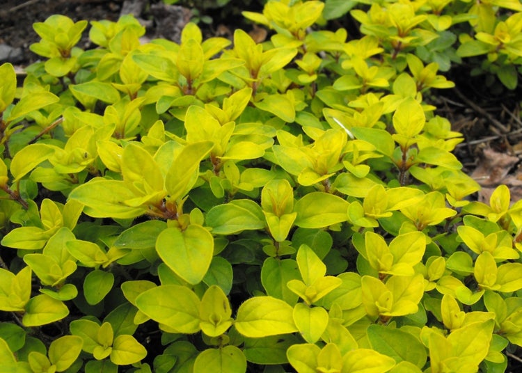 SAFLAX Garden to go - Griechischer Oregano - Origanum vulgare supsp. Hirtum - 600 Samen - Mit Topf, Klima - Deckel und Anzuchtsubstrat