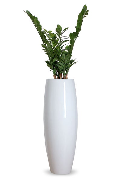 Zamioculcas Pflanze in einer hohen glänzenden weißen Bodenvase.