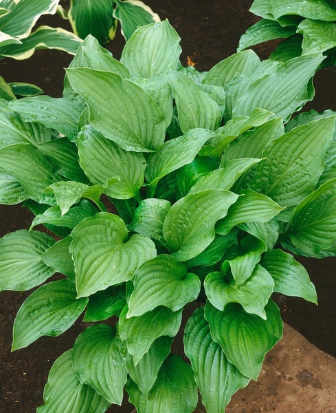 Hosta plantaginea 'Royal Standard', Duftende Funkie, ca. 11x11 cm Topf