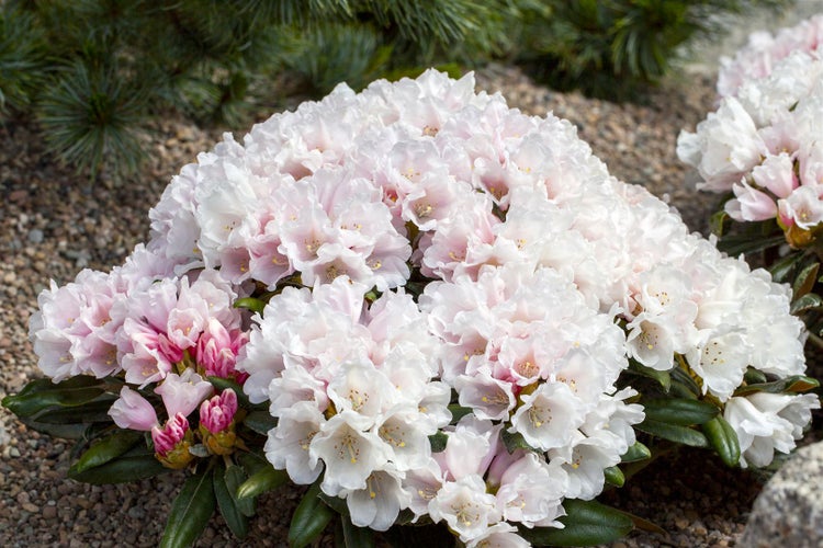 Rhododendron yakushimanum 'Edelweiß', weiß, 40–50 cm