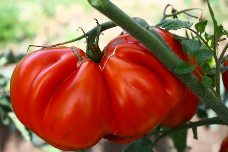 SAFLAX Geschenk Set - BIO - Tomate - Ochsenherz - Solanum lycopersicum - 10 Samen - Mit Geschenkbox, Versandaufkleber, Geschenkkarte und Anzuchtsubstrat