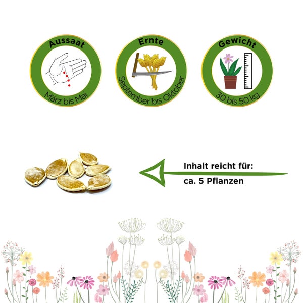 Kürbissamen: Aussaat März bis Mai, Ernte September bis Oktober, Gewicht 30 bis 50 Kilogramm. Inhalt reicht für circa 5 Pflanzen.