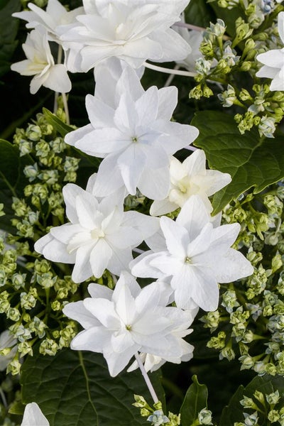 Hydrangea macrophylla 'Fireworks White', Hortensie, weiß, 30–40 cm