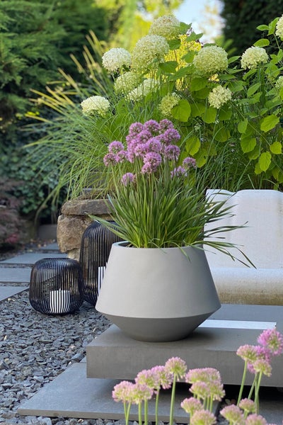 Moderner Garten mit grauem Pflanzkübel auf Steinfläche, bepflanzt mit violettem Allium, zwei schwarzen Drahtlaternen und weißen Hortensien.