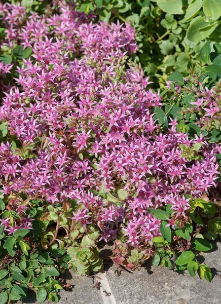 Nahaufnahme von Fetthenne mit Blüten