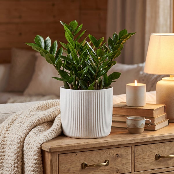 Zamioculcas Zimmerpflanze in gerilltem Übertopf auf einer hölzernen Kommode mit Lampe und Kerze in einem gemütlichen Wohnzimmer.