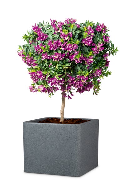 Scheurich Alea 40, Pflanzgefäß/Blumentopf/Pflanzkübel, quadratisch,  aus Kunststoff Farbe: Schwarz-Granit, 38 cm Durchmesser, 33 cm hoch, 44 l Vol.