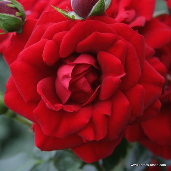 Nahaufnahme einer roten Edelrose mit Blütenknospen