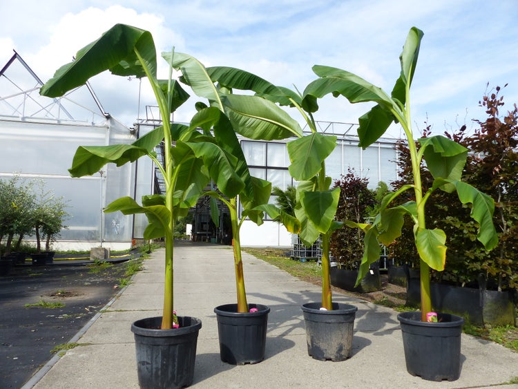 Vier große Bananenpflanzen Musa mit grünen Blättern in schwarzen Kunststofftöpfen vor einem Gewächshaus.
