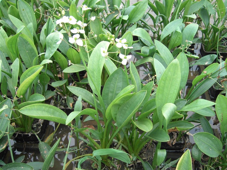 Sagittaria graminea, Pfeilkraut, ca. 9x9 cm Topf