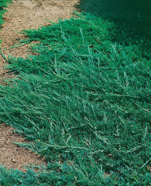 Juniperus horizontalis 'Wiltonii', Kriech-Wacholder, 20–25 cm
