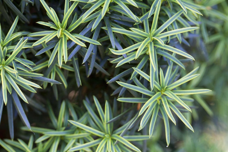 Taxus baccata 'Fastigiata Aureomarginata', Gelbbunter Eibenbaum, 30–40 cm