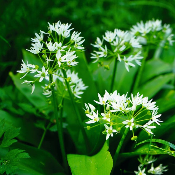 Blühender Bärlauch Allium ursinum mit weißen sternförmigen Blüten und grünen Blättern.