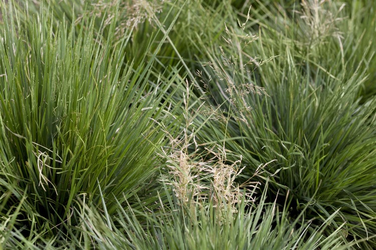 Deschampsia cespitosa 'Tardiflora', Rasen-Schmiele, ca. 9x9 cm Topf