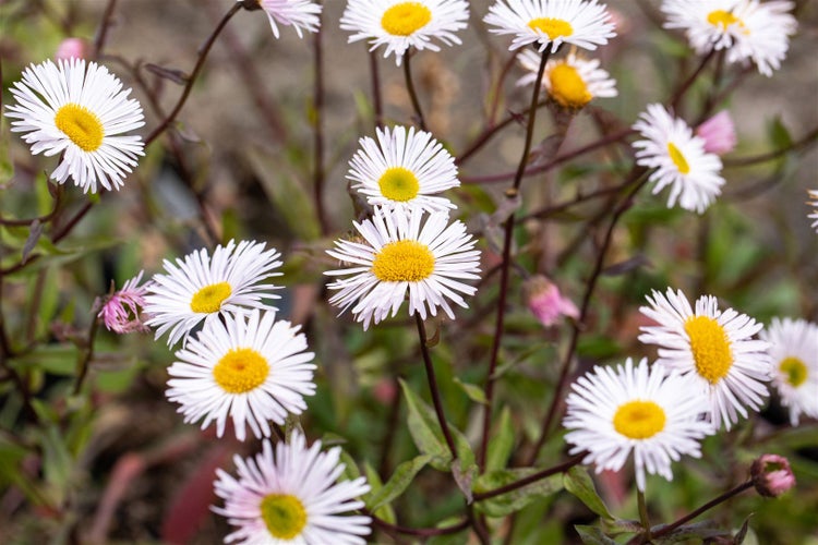 Erigeron x cult. 'Sommerneuschnee', Feinstrahl, weiß, ca. 9x9 cm Topf