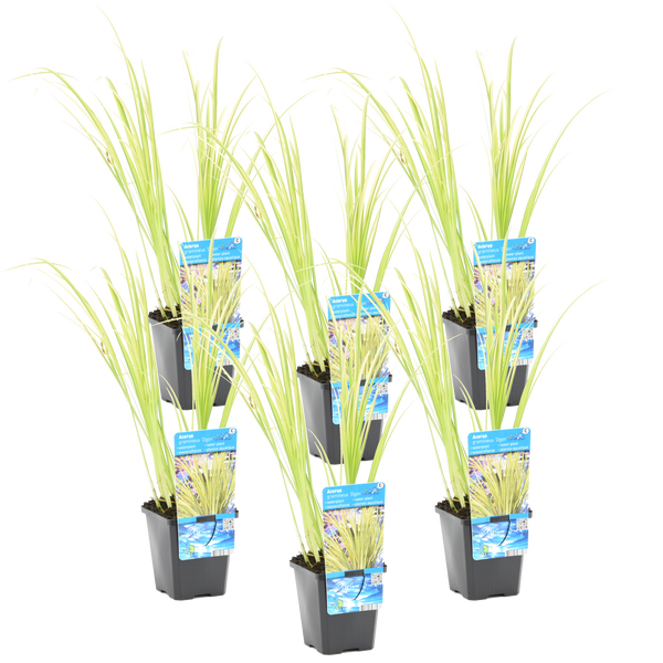 Sechser-Set Gräser-Kalmus Acorus gramineus Ogon, Wasserpflanzen in schwarzen Kunststofftöpfen mit hellgrünen Blättern.