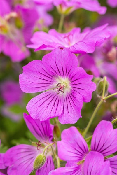 Nahaufnahme von rosafarbenen Storchschnabelblüten