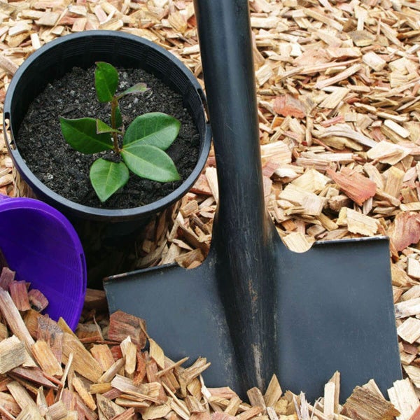 Schwarze Schaufel in hellem Holzhäcksel neben einer kleinen grünen Pflanze im schwarzen Kunststofftopf.