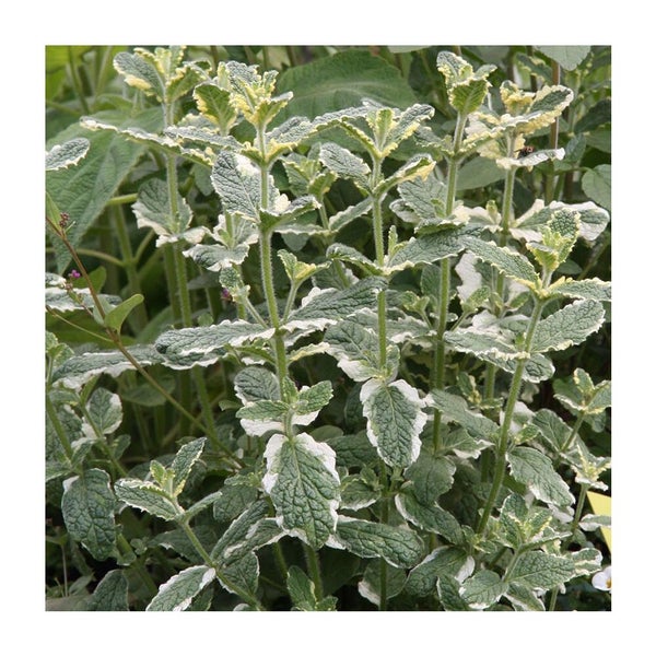 Ananasminze Mentha suaveolens Variegata mit grün-weiß panaschierten Blättern.