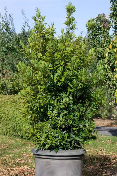 Lorbeerbaum im Topf für den Außenbereich