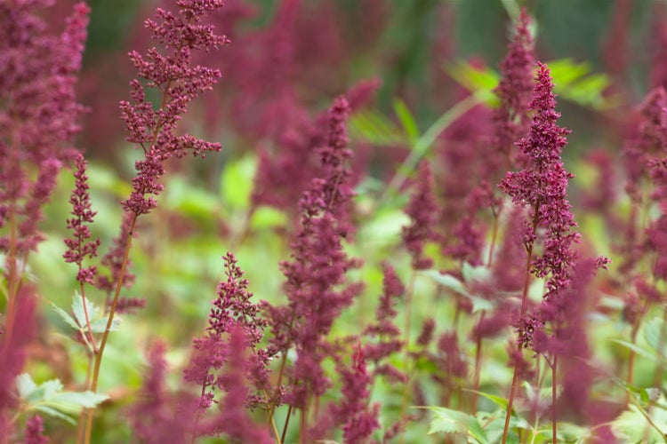 Astilbe x arendsii 'Fanal', Prachtspiere, rot, ca. 9x9 cm Topf