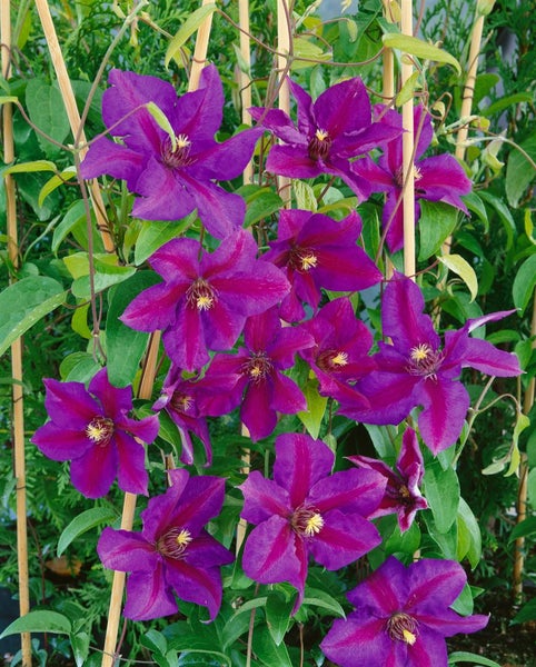 Blühende Clematis an Rankhilfe