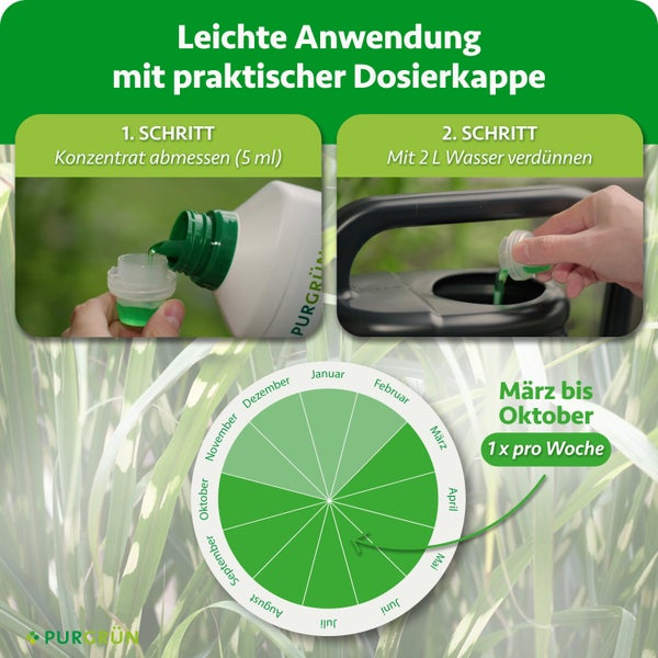 Anleitung zur Anwendung von Purgrün Konzentrat mit Dosierkappe, Verdünnung in Wasser und Anwendungskalender von März bis Oktober.