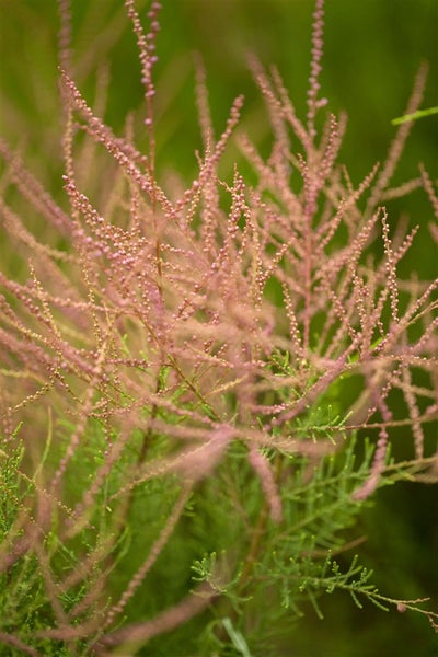 Tamarix ramosissima, Rosaroter Sommerflieder, 60–100 cm